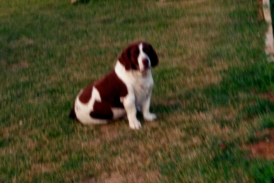 Vermisstmeldung Hund rassenmischung Männliche , 16 jahre Verteuil-sur-Charente Frankreich