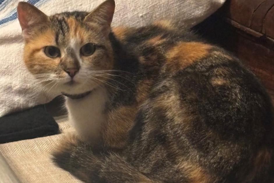Alerte Disparition Chat Femelle , 3 ans Loctudy France