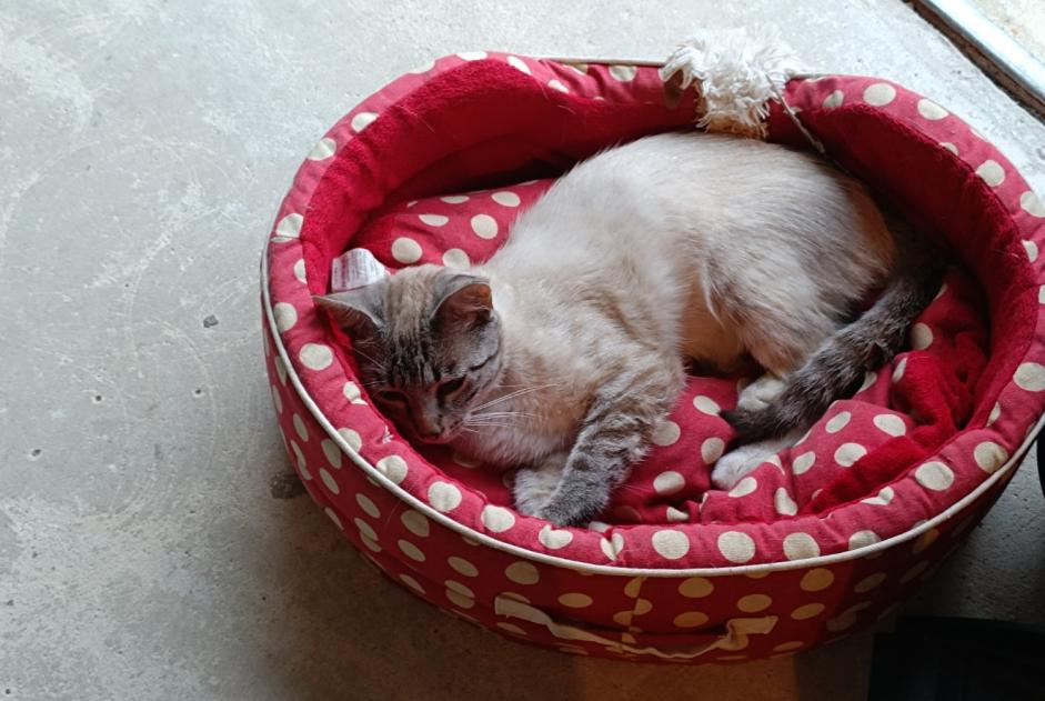 Alerte Découverte Chat Mâle Angoulême France