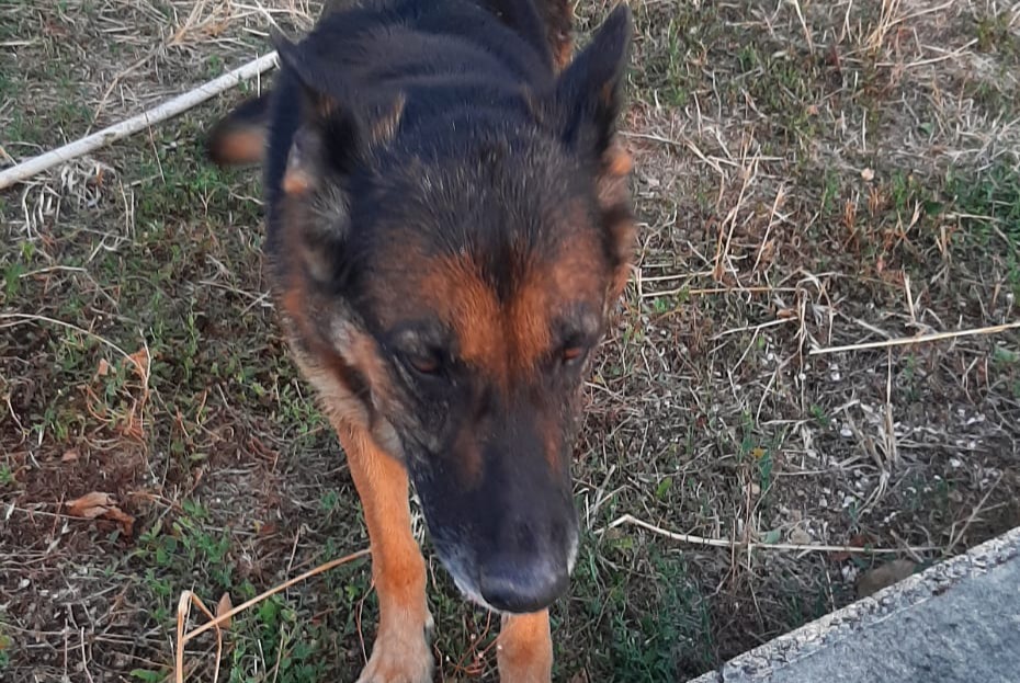Avviso Ritrovamento Cane  Femmina Champmillon Francia